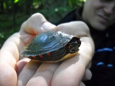 turtle.jpg